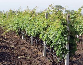 У вже закладених виноградниках органічні добрива вносять поверхнево